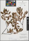 Foto von Salix hastata L.